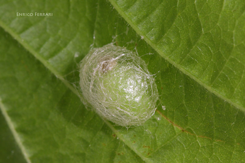 Neoglanis cf. brucki (Curculionidae) - metamorfosi